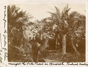 Dattelpalmen aus Basra im Irak