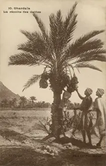 Datumwählchen in Ghardaia
