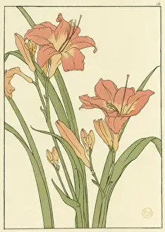 Daylily