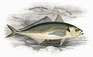 Marine Life In The 1860s Drucke: Decapterus macarellus, or Mackerel Scad