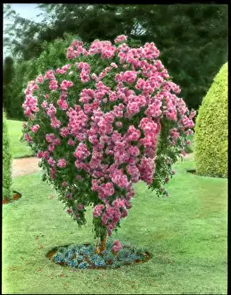 Garden Flora And Fauna Drucke: Deep pink rosebush