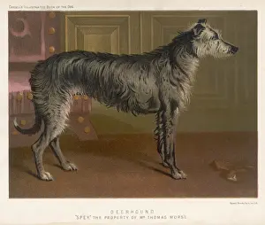 Deerhound Breed Drucke: Deerhound Standing / 1890