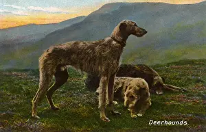 Deerhounds