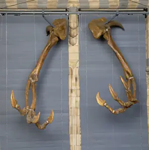 Mesozoic Era Dinosaurs Drucke: Deinocheirus
