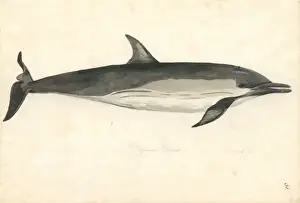 Delfin Delphius communis