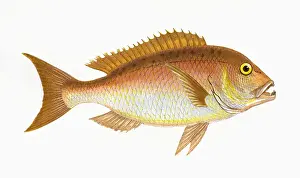 Natural History Prints UK Drucke: Dentex dentex, or Common Dentex