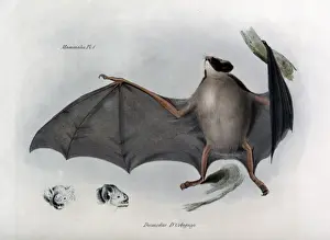 Dorbignyi Drucke: Desmodus d'Orbigny