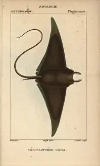 Drucke von Der Teufelsfisch oder der Riesen-Taufer, Mobula mobular.. Handgezeichnete Kupferstich-Stipplenatur aus dem Jussieus Dictionnaire des Sciences Naturelles 1816-1830 Teufelsrochen Drucke: Mobulafisch oder Riesenfeenfischt, Mola mola