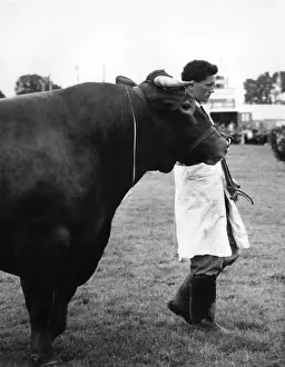 Der Braunbulle auf der Messe des Graafschap Devon