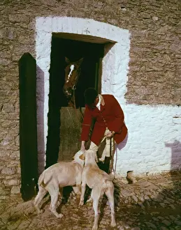 Hundeställe von Devon und Somerset Staghenhunden