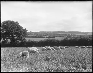 Devon England Landscapes Drucke: Devonshire Sheep