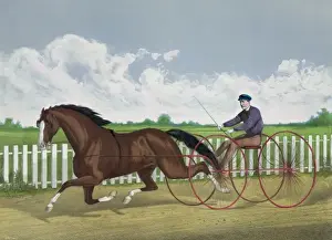 Traditional Equestrian Attire Drucke: Dexter