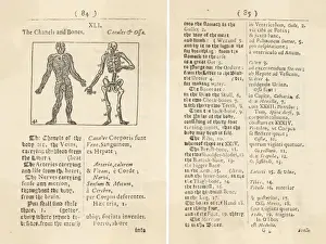 Skizze des Körpers / 1658