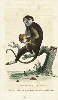 Naturalists Pocket Magazine Prints Drucke: Diana monkey, Cercopithecus diana