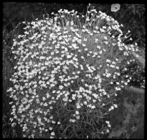 Flowering Plant Species Drucke: Dianthus Hungaricus