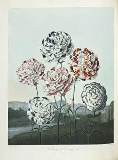 Caryophyllales Order Drucke: Dianthus sp. Carnations