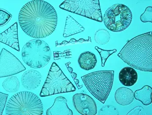 Diatoms