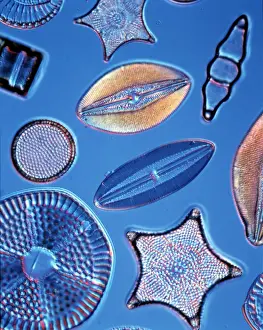 Diatoms