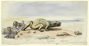 Drucke von Ursprüngliche Kunstwerke von Benjamin Waterhouse Hawkins spendet seine Enkelin Mary Hawkins Benjamin Waterhouse Hawkins Drucke: Dicynodont, Labyrinthodont und Rhynchosaurus