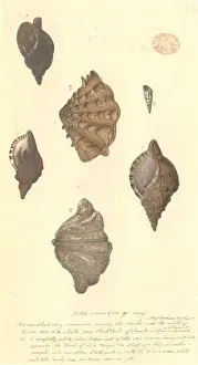 Invertebrate Animals Drucke: Four different molluscs