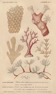 Charles D Orbigny Prints Drucke: Different types of corals and seaweeds