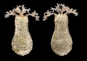 Rudolf Blaschka Creations Drucke: Difflugia pyriformis, amoebae