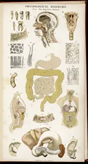 Verdauliche Organe