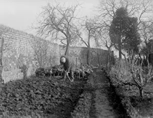 Vegetable Patch Drucke: Digging the Garden