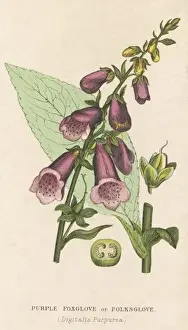 Digitalis Purpurea Images Drucke: Digitalis Purpurea