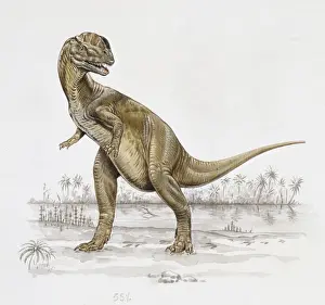 Jurassic Dinosaurs Drucke: Dilophosaurus