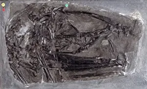 Jurassic Period Fossils Drucke: Dimorphodon macronyx