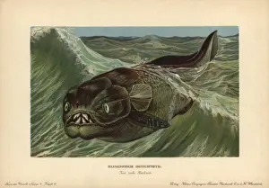 Chromolithograph Illustrations Online Drucke: Dinichthys, extinct genus of placoderms, armored