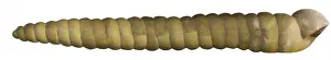 Iguanodon Fossil Drucke: Dinocochlea