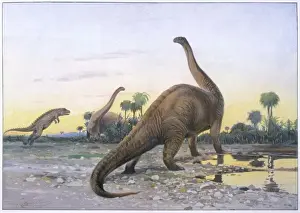 Dinosaur, Apatosaurus