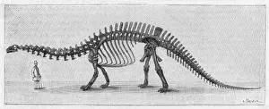 Dinosaur, Apatosaur