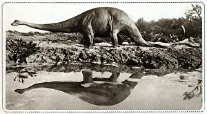 Diplodokus
