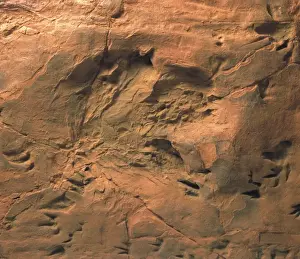 Fossilien Fußabdrücke von Dinosauriern