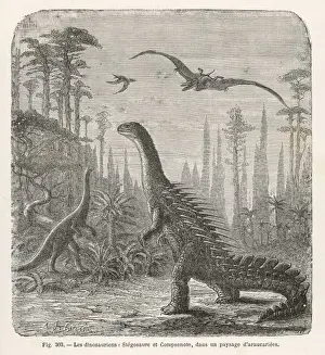 Stegosaurus / Dinosaur