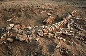 Niger Drucke: Dinosaurier Schwanzknochen