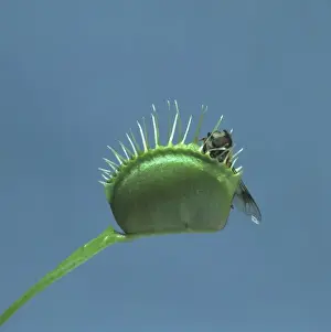 Venus Flytrap Drucke: Dionaea muscipula, venus flytrap