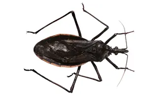 Insect Pest Control Drucke: Dipetalogaster maxima, triatomine bug
