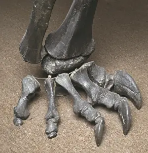 Jurassic Dinosaur Drucke: Diplodocus foot