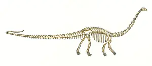 Jurassic Era Fossils Drucke: Diplodocus skeleton