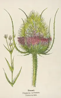 Dipsacus sylvestris