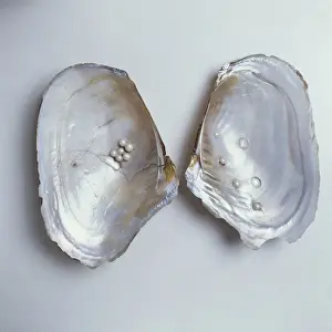 Bivalve Mollusc Drucke: Dipsas sp