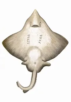 Historical Fish Species Drucke: Dipturus intermedia, or Flapper Skate