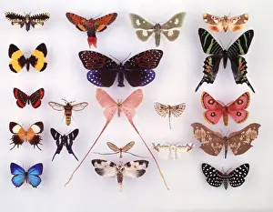 Lepidoptera Collection Drucke: Display of lepidoptera, illustrating variation