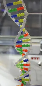Deoxyribonukleinsäure, Modell