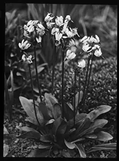 Historical Flora Images Drucke: Dodecatheon Meadia