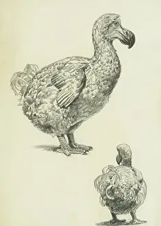 Drucke von Zwei Studien über den Dodoschwanzen (Raphus cucullatus), einen fluglosen Vogel, der endemisch auf dem indischen Ozeaninssel Mauretanische Insel ist und seit Mitte- bis spätestens Ende des 17 Verbündete Drucke: Rettich - Profil und Heckstudien